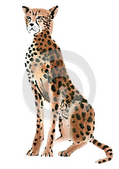 Watercolor illustration of Cheetah in white background.