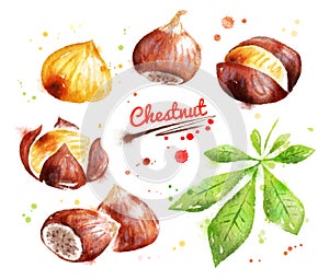 Watercolor illustration of chestnut
