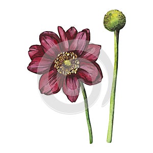 Watercolor illustration in the color of the year viva magenta, purple anemone. isolate on a white background.