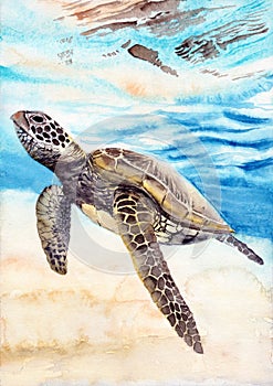 Watercolor illustration of a colorful sea turtle swimming in the blue sea