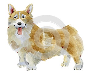 Watercolor illustration of Corgi dog in white background.