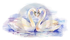 Watercolor illustration of couple of white swans