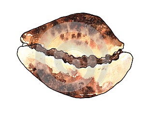 Watercolor illustration of a cowry Tiger or Cypraea tigris schilderiana isolated on a white background