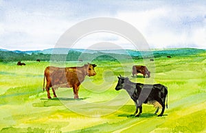 Watercolor illustration of cows grazing in a meadow