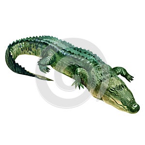 Watercolor illustration, crocodile. Isolated freehand drawing of a crocodile on a white background