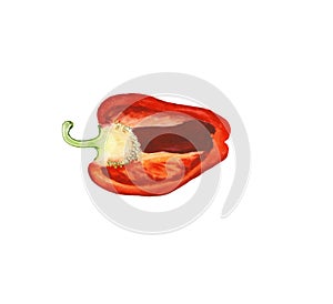 Watercolor illustration of cut red bell pepper, paprika