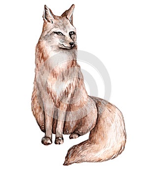 Watercolor illustration of cute animals. Forest wild animals