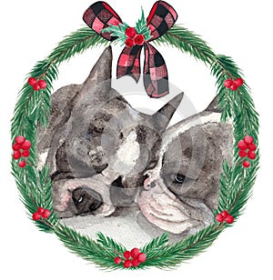 Watercolor illustration with cute dogs, French bulldogs in the decoration of a wreath of fir branches.