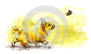 Watercolor Illustration of cute puppy Welsh Corgi Pembroke running after the butterfly.