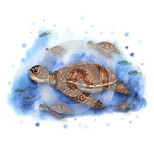 Watercolor illustration with cute sea turtles swimming underwater among fish. Colorful drawing isolated on watercolor background.