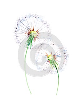 Watercolor illustration of dandelions isolated on white background