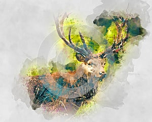Watercolor illustration of a deer