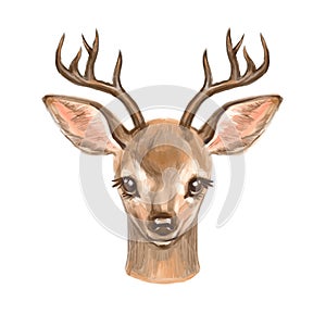 Watercolor illustration deer, big antlers. Isolated on white background.