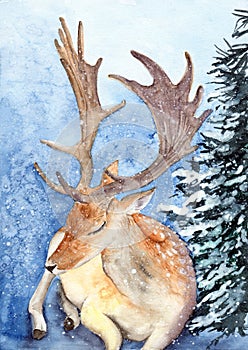 Watercolor illustration of a deer with large antlers and white spots
