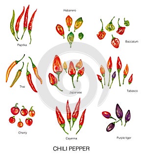 Watercolor illustration of chili peppers photo