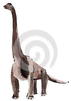 Watercolor illustration of dinosaur Brachiosaurus in white background.