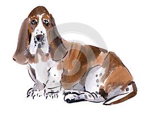 Watercolor illustration of dog Basset hound in white background.