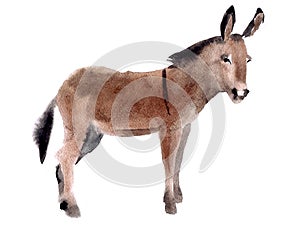 Watercolor illustration of a donkey