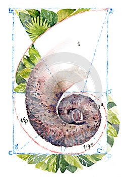 Watercolor illustration of an elephant`s trunk and a hyperbolic spiral