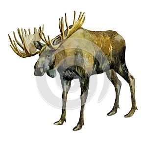 Watercolor illustration. Elk. Image of a moose on the side