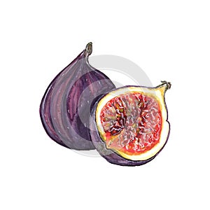 Watercolor illustration of figs on a white background