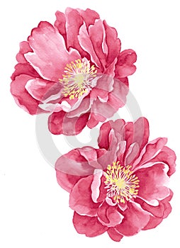 Watercolor illustration flower