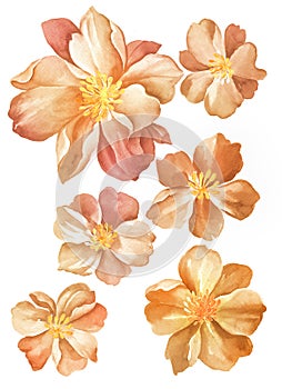 Watercolor illustration flower