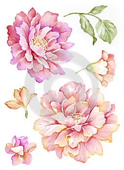 Watercolor illustration flower