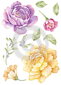 Watercolor illustration flower