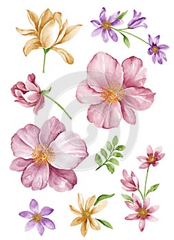 Watercolor illustration flower