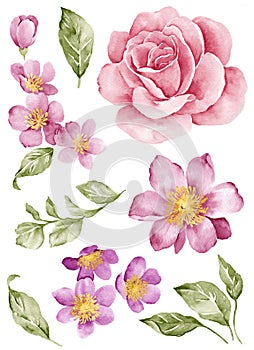 Watercolor illustration flower