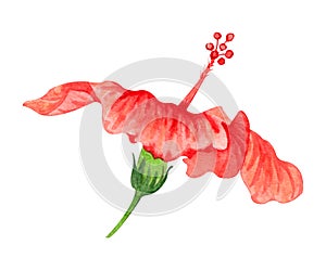 Watercolor illustration of flower of red hibiscus. Hand drawn exotic  tropical plant isolated on white background. Red hibiscus