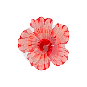 Watercolor illustration of flower of red hibiscus. Hand drawn exotic  tropical plant isolated on white background. Red hibiscus