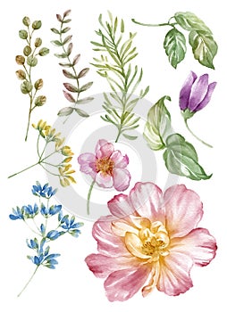 Watercolor illustration flower set in simple white background