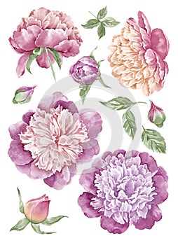Watercolor illustration flower set in simple white background