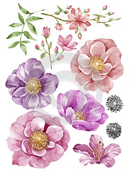 Watercolor illustration flower set in simple white background