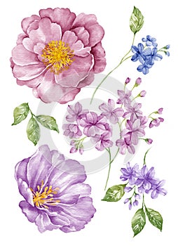 Watercolor illustration flower set in simple white background