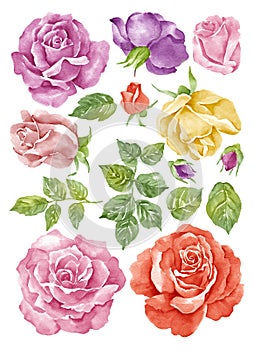 Watercolor illustration flower set in simple white background