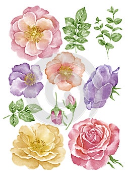 Watercolor illustration flower set in simple white background