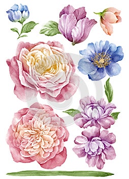 Watercolor illustration flower set in simple white background