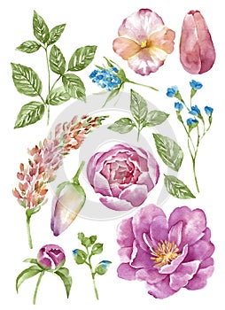 Watercolor illustration flower set in simple white background