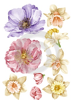 Watercolor illustration flower set in simple white background