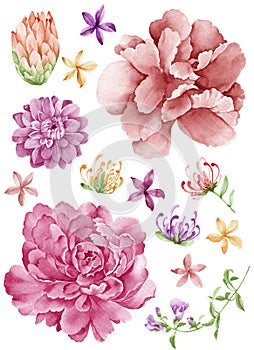 Watercolor illustration flower set in simple white background