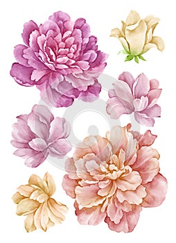 Watercolor illustration flower set in simple white background