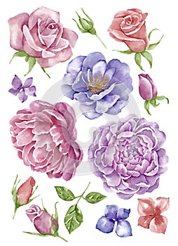 Watercolor illustration flower set in simple white background