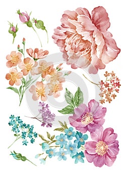 Watercolor illustration flower set in simple white background