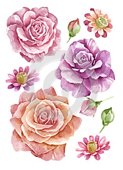 Watercolor illustration flower set in simple white background