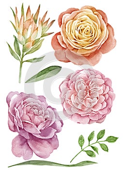 Watercolor illustration flower set in simple white background