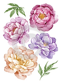 Watercolor illustration flower set in simple white background