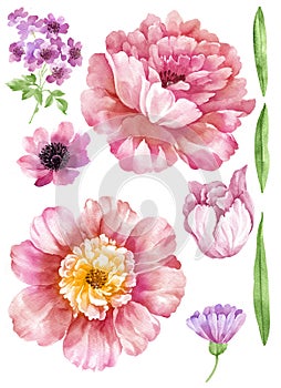 Watercolor illustration flower set in simple white background